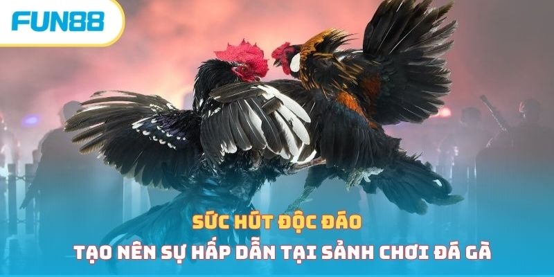 Đá Gà Cựa Dao - Loại Hình Cá Cược Hấp Dẫn Vạn Người Mê Sức hút của đá gà cựa dao