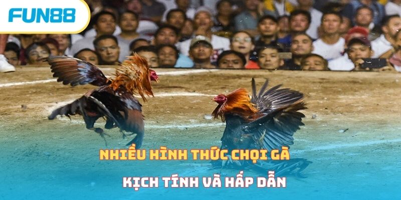 Xem Đá Gà Trực Tiếp Cực Kỳ Gây Cấn Cùng Nhà Cái Fun88 Nhiều hình thức chọi gà kịch tính và hấp dẫn