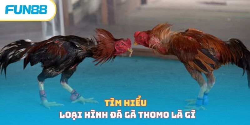 Đá Gà Campuchia - Sân Chơi Gay Cấn, Hồi Hộp Bậc Nhất Châu Á Trường gà Thomo trong đá gà Campuchia